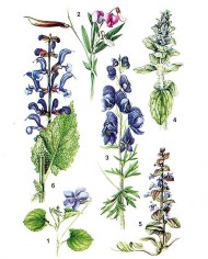 Veronica delle alpi