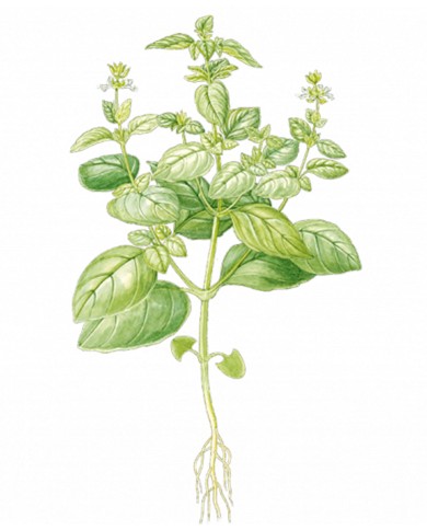 Basilico