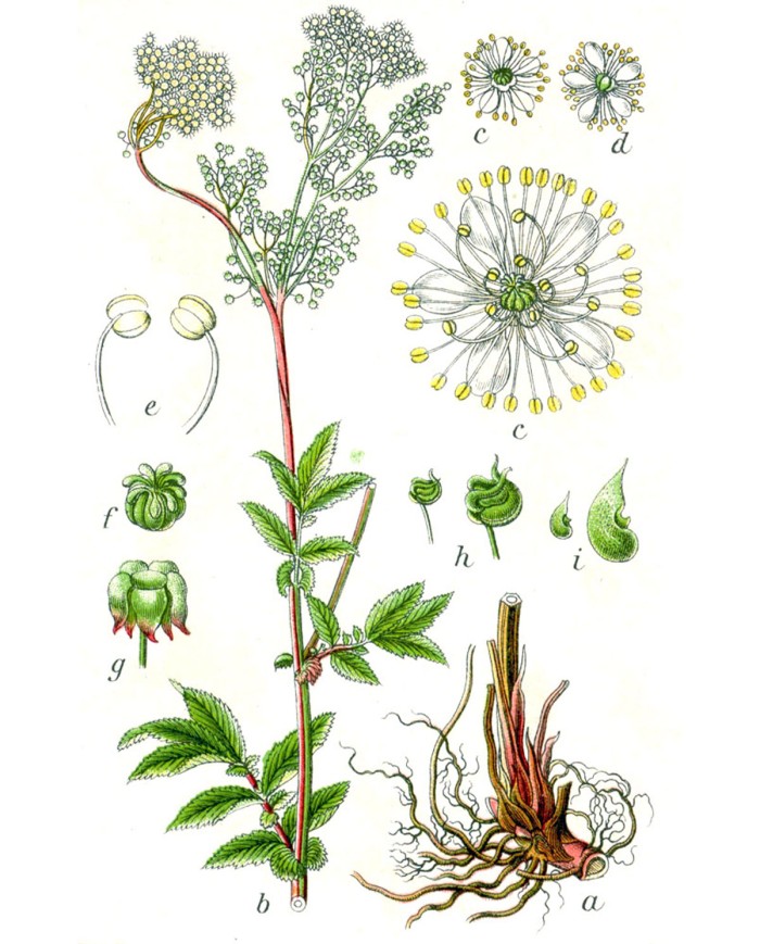 Tanaceto