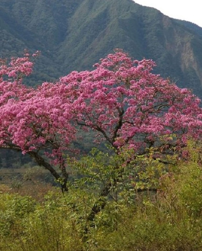 Camomilla fiore