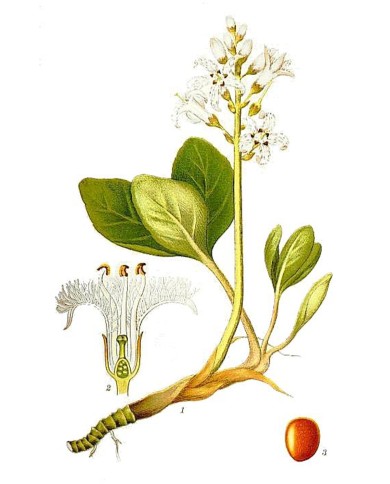 Trifoglio fibrino