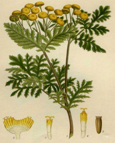 Tanaceto