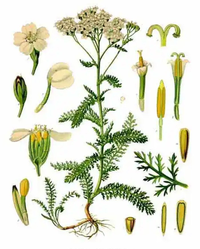 Achillea moscata