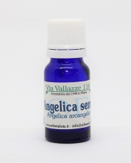 Angelica seme