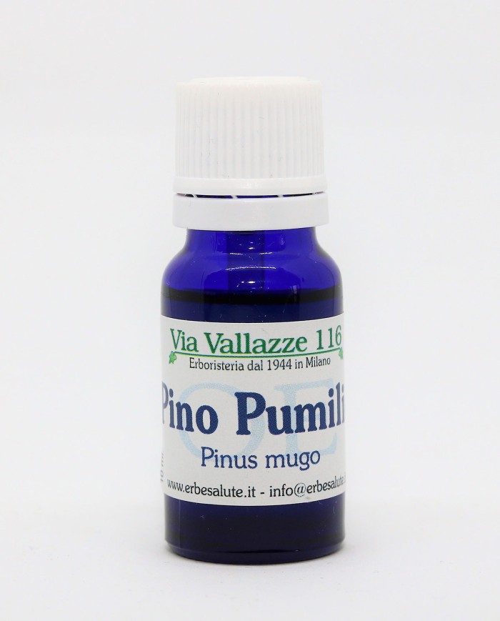 Pino pumilio - Pino mugo