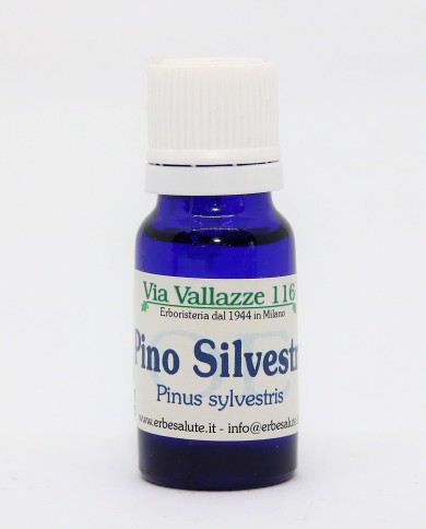 Pino silvestre