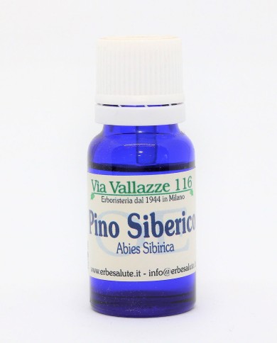 Pino siberico