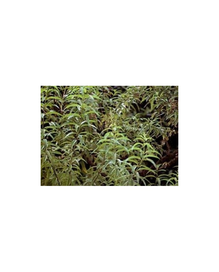 Citronella giava