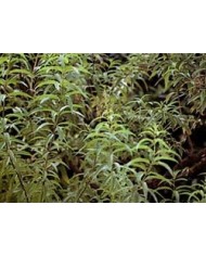 Citronella giava