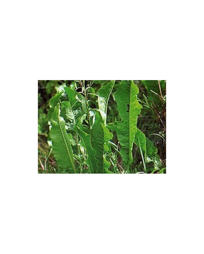 Coclearia