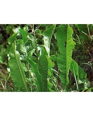 Coclearia