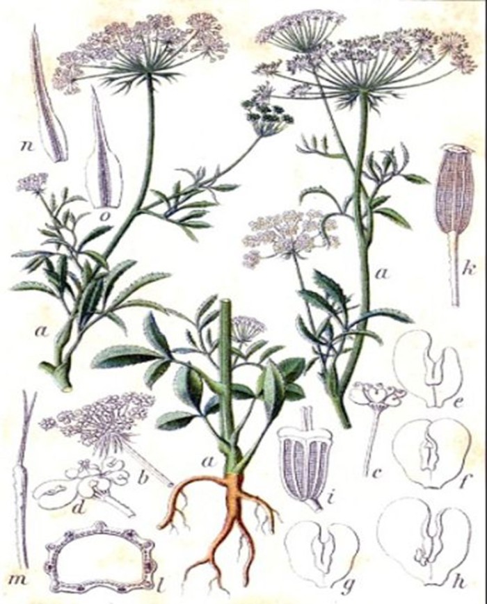 Ambretta