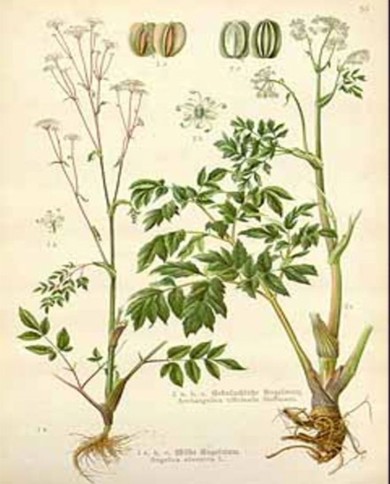 Angelica seme