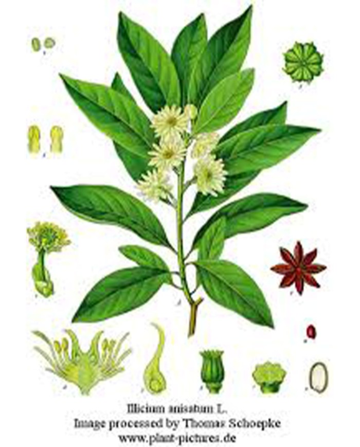 Anice stellato ( Illicium verum)