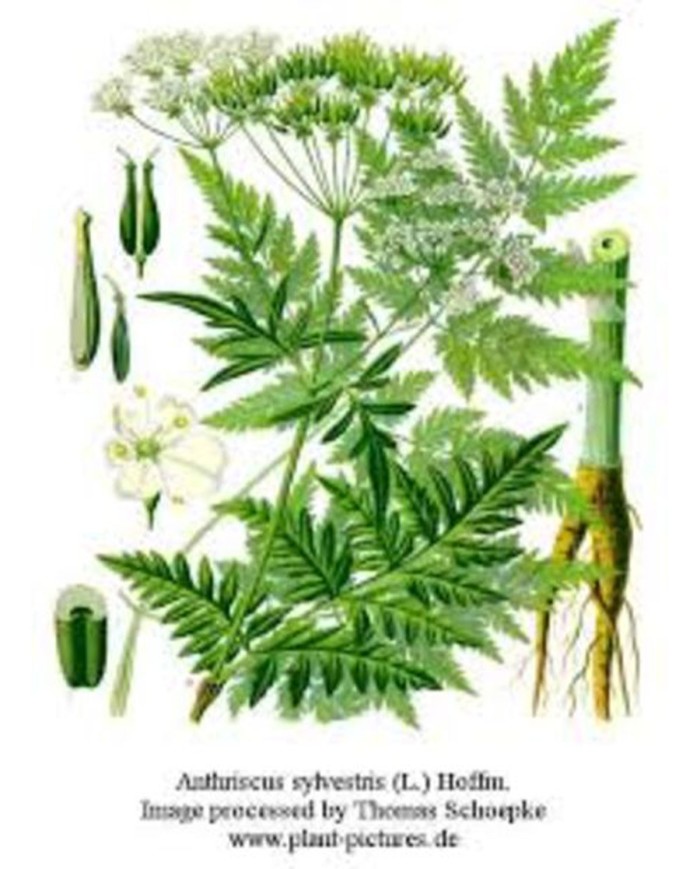 Ceterach Officinarum (Spaccapietra)
