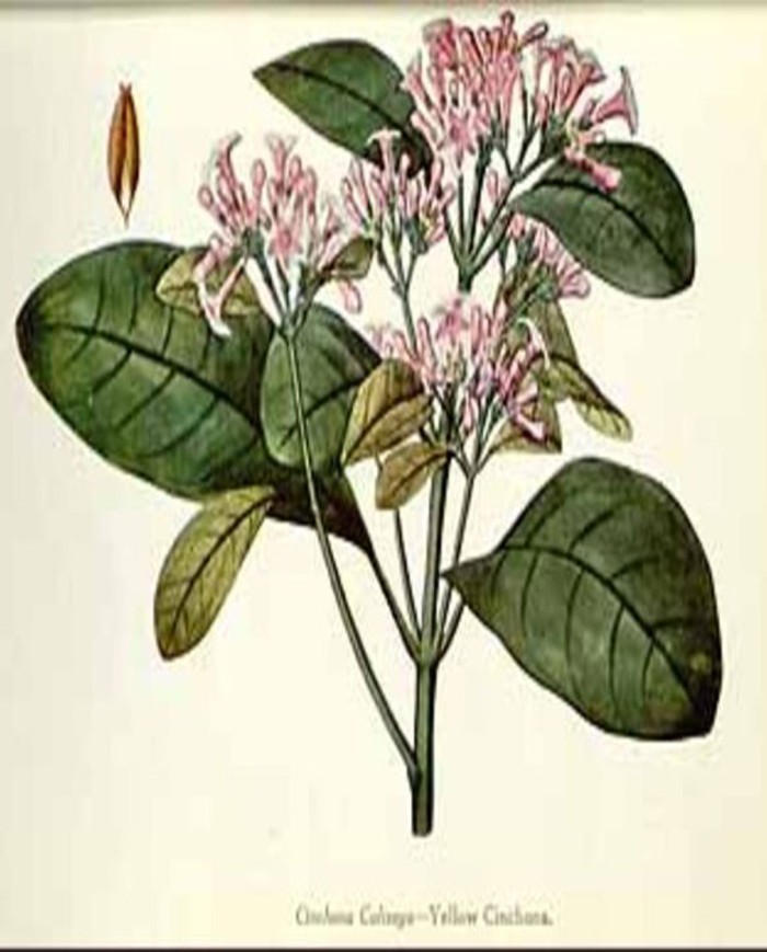 Ceterach Officinarum (Spaccapietra)