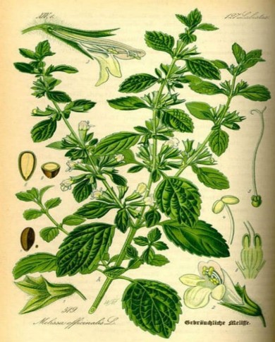 Citronella giava