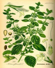 Citronella giava
