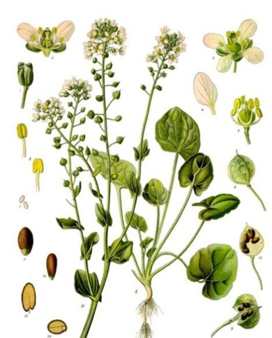 Coclearia