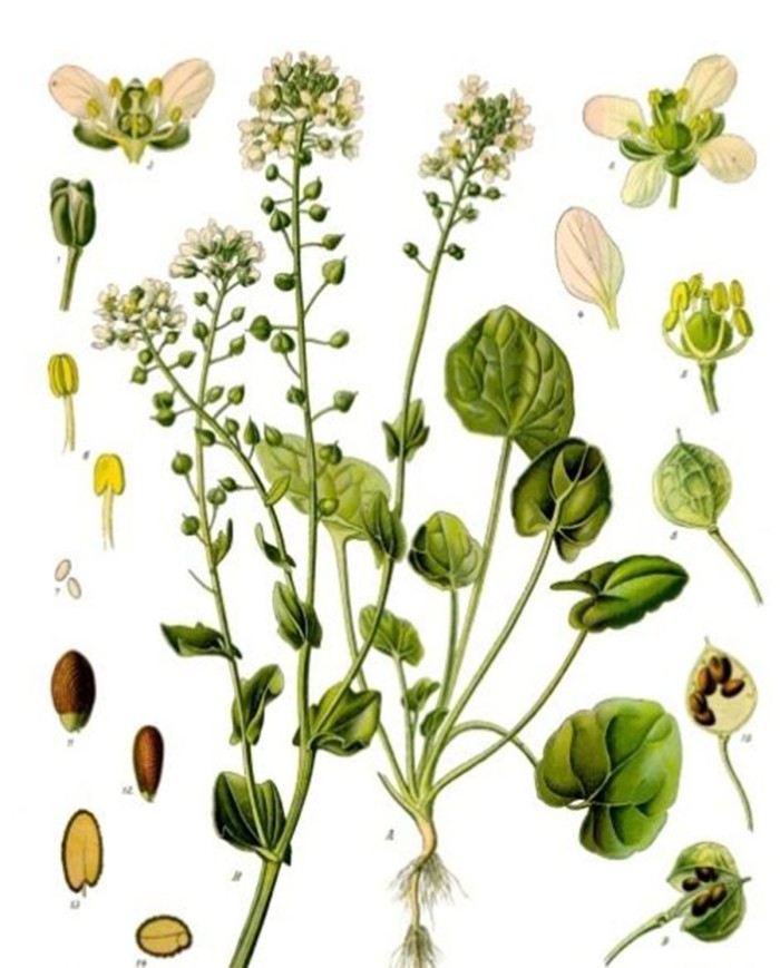 Coclearia