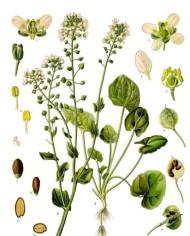 Coclearia