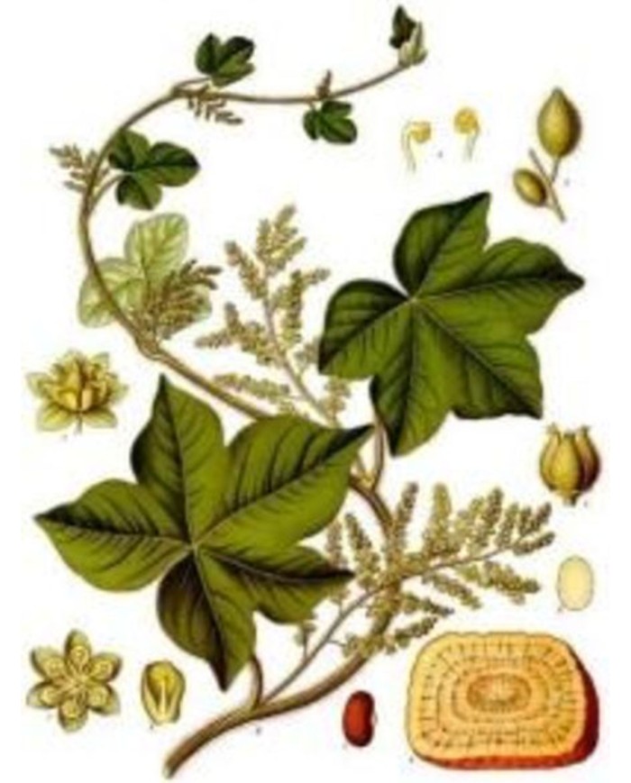 Coclearia