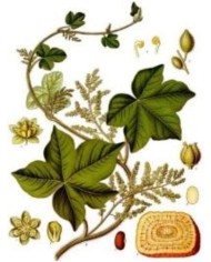 Colombo