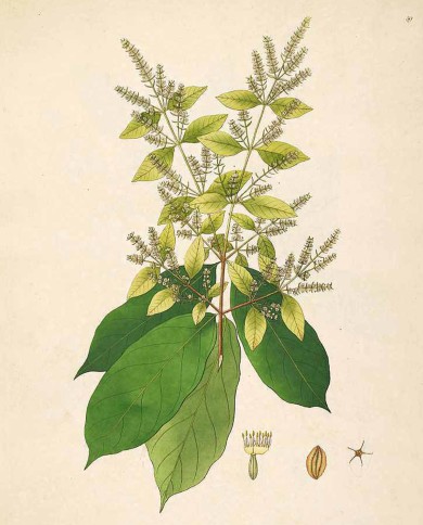 Combretum