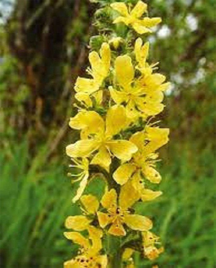 Centaury