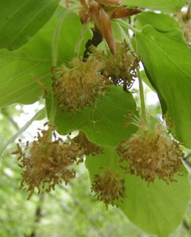 Beech
