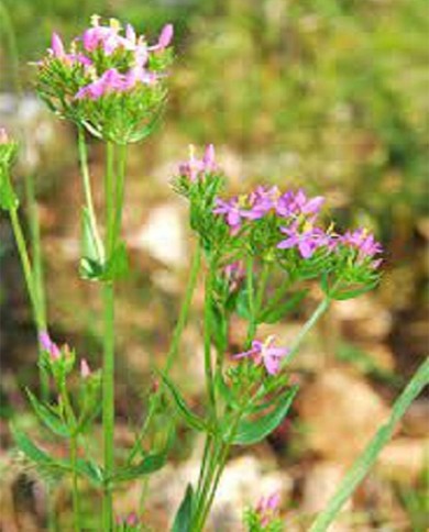 Centaury