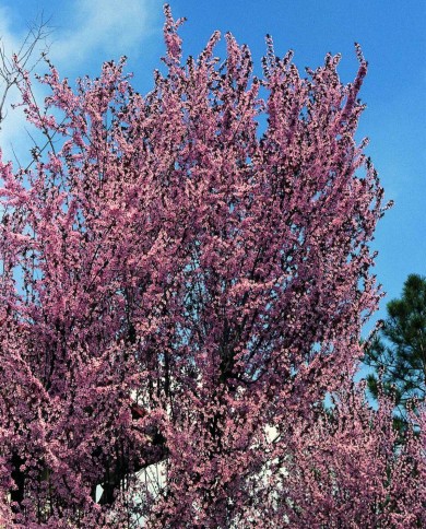 Cherry Plum