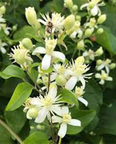 Clematis