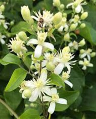 Clematis