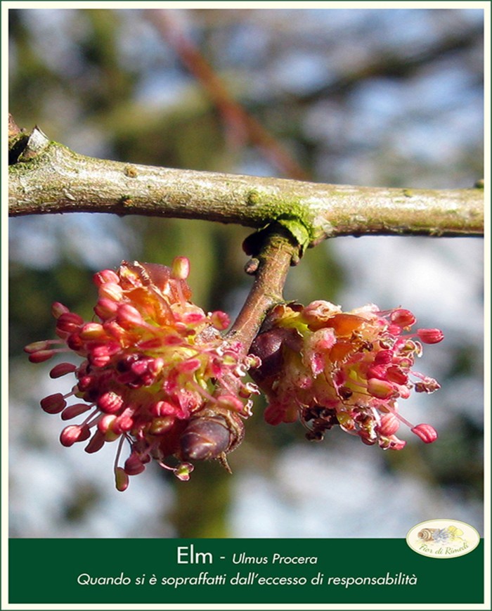 Crab apple