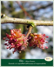 Elm