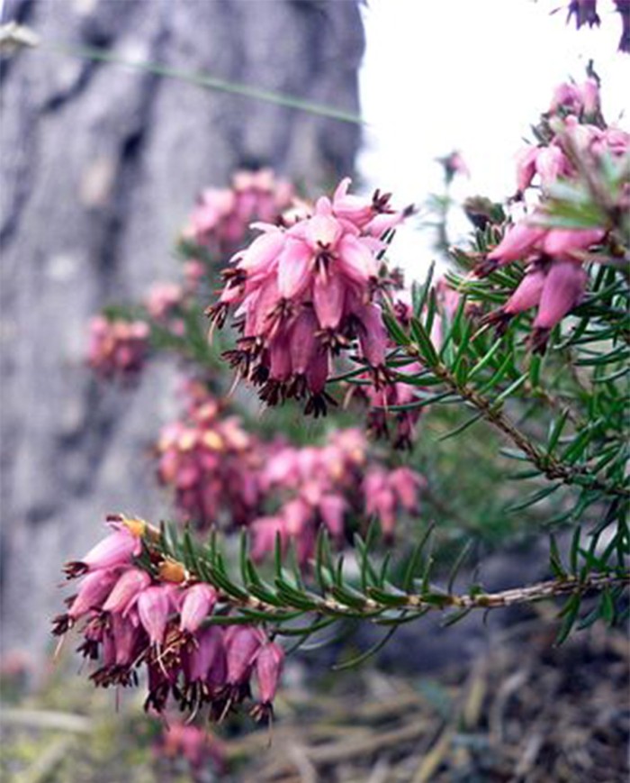 Five flowers pomata