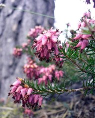 Heather
