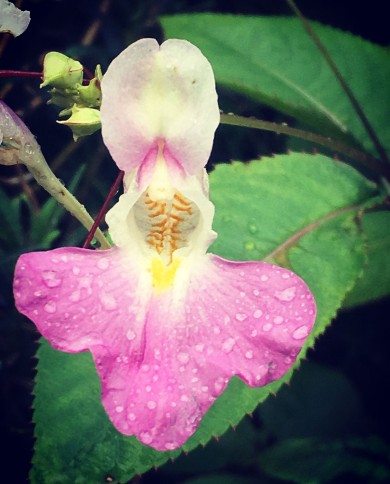 Impatiens