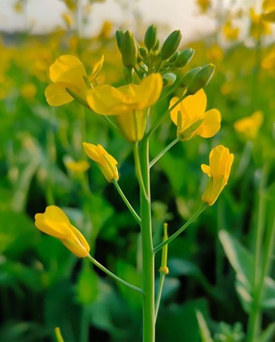 Mustard