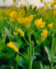 Mustard