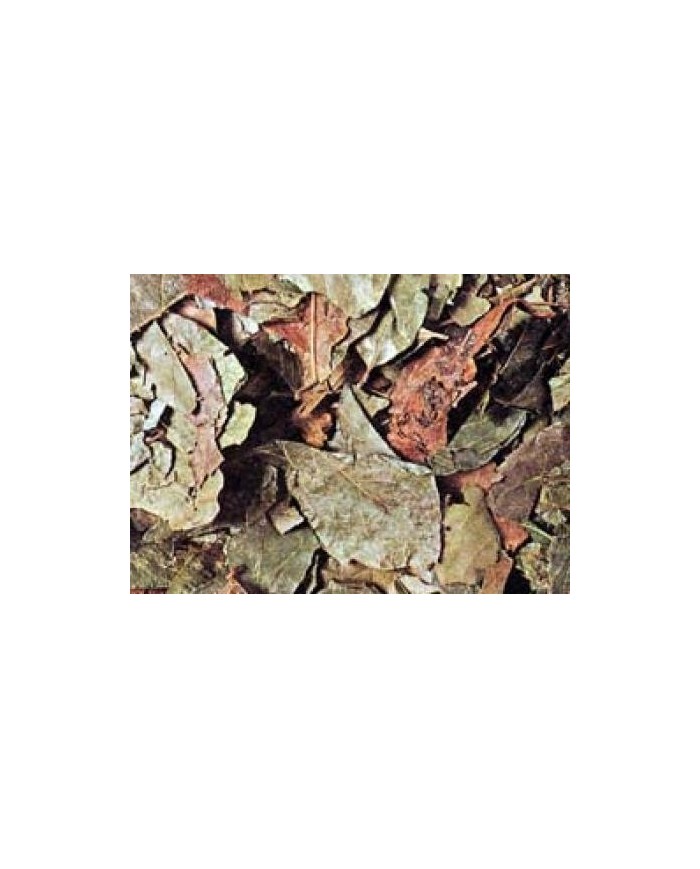 Combretum