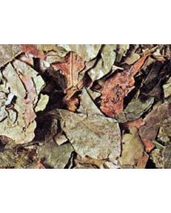 Combretum