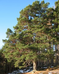 Pine