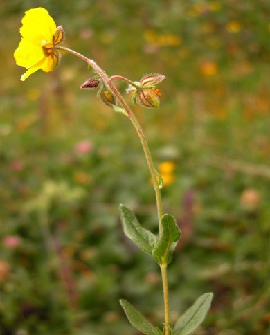Rock rose