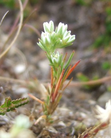 Scleranthus