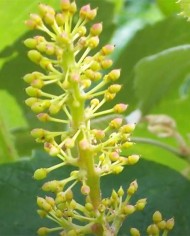 Vine