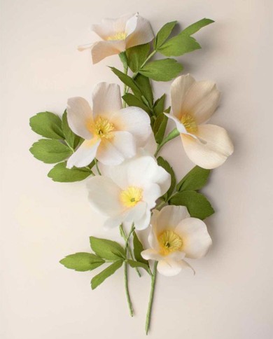Wild Rose