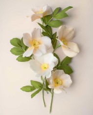 Wild Rose