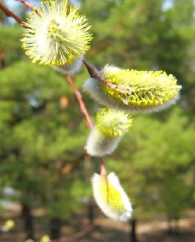 Willow